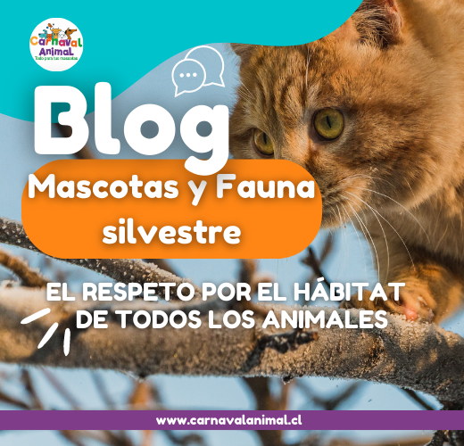 Perros y gatos en casa o bien supervisados para proteger a la fauna nativa  en playas y otras áreas naturales