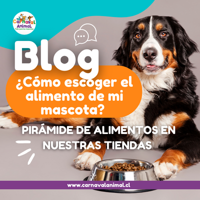 ¿Cómo escoger el alimento de mi mascota?