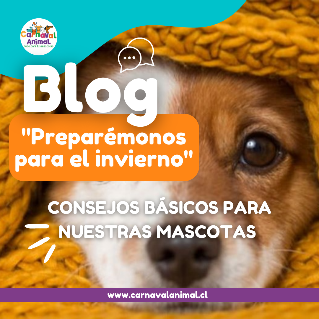 Preparémonos para el invierno: consejos básicos para nuestras mascotas