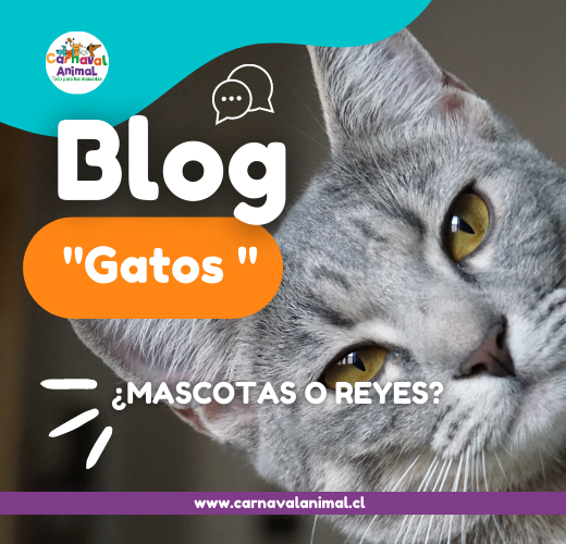 Gatos: ¿mascotas o reyes?