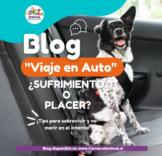Viaje en auto: ¿sufrimiento o placer?