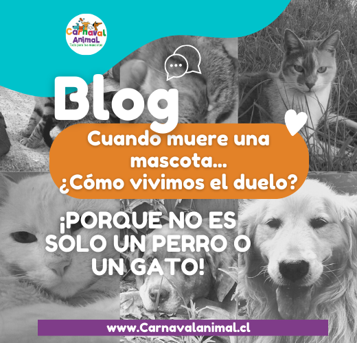 Cuando muere una mascota... ¿Cómo vivimos el duelo?