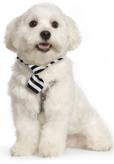 CORBATA PARA MASCOTAS DISEÑOS VARIABLES