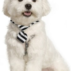 CORBATA PARA MASCOTAS DISEÑOS VARIABLES