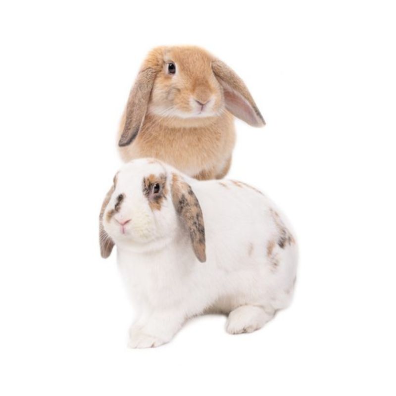 🐰 Mazuri Conejo Timothy-Based Rabbit Diet (1 y 2,5 kg)