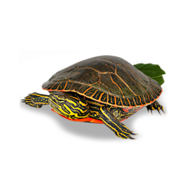 🐢Mazuri Aquatic Turtle Diet For All Life (Tortuga de agua) 340 gr